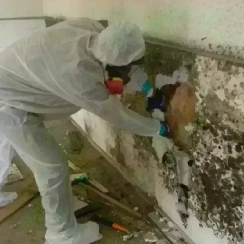 Mold Remediation and Removal in Warner, OK